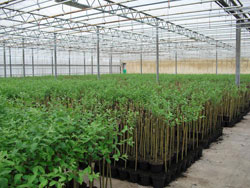 Onderstammen gebruikt voor het enten van planten