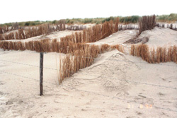A silt fence made of reed...